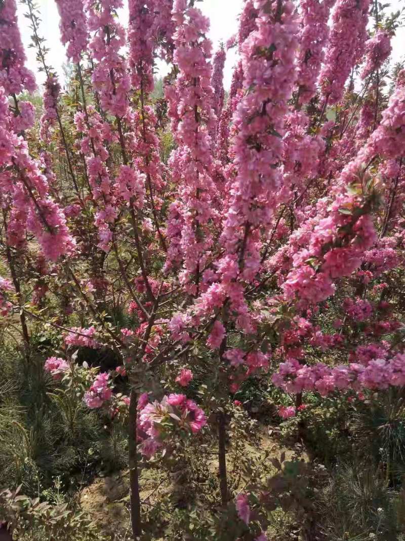 本基地常年供应北美海棠价格低成活率高的北美海棠