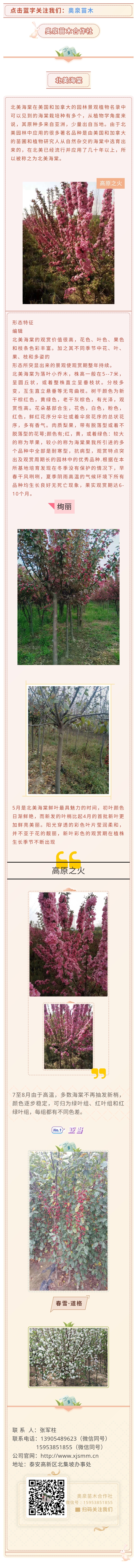 本基地常年供应北美海棠价格低成活率高的北美海棠
