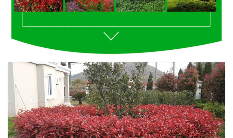 红叶石楠在秋日中的景观效果