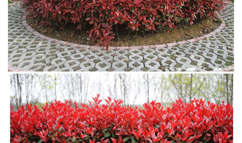 左侧为未修剪的红叶石楠标准植株,展示其自然生长状态下的直立枝条与嫩梢红色特征;右侧为经过定期修剪成型的红叶石楠球,整体呈规则圆形,表面密集分布鲜红色新叶,基部主干明显,高度约1.2米,常用于城市绿地景观布置 红叶石楠标准植株与红叶石楠球对比图