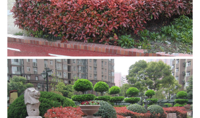 红叶石楠在园林绿化中的应用实景
