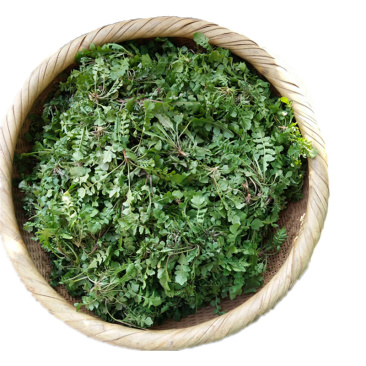 新鲜荠菜先拍后挖4斤装包邮不鲜包赔小孩子都爱吃的青菜