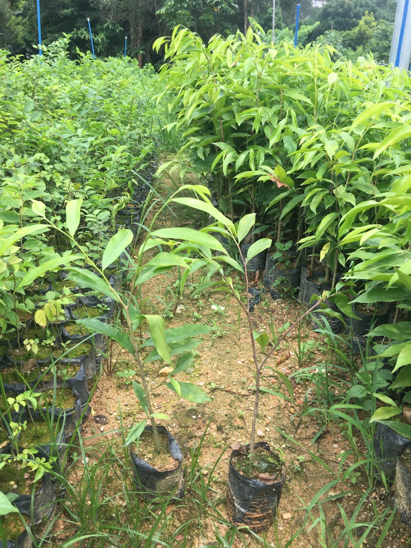 供应沉香苗，黄花梨苗珍贵树苗