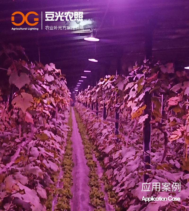 葡萄光照专用灯/植物生长补光灯/LED红蓝配比全光谱铝壳