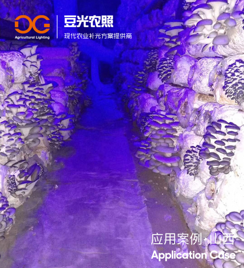 食用菌光照灯LED补光灯蘑菇散射蓝光灯防水耐高温