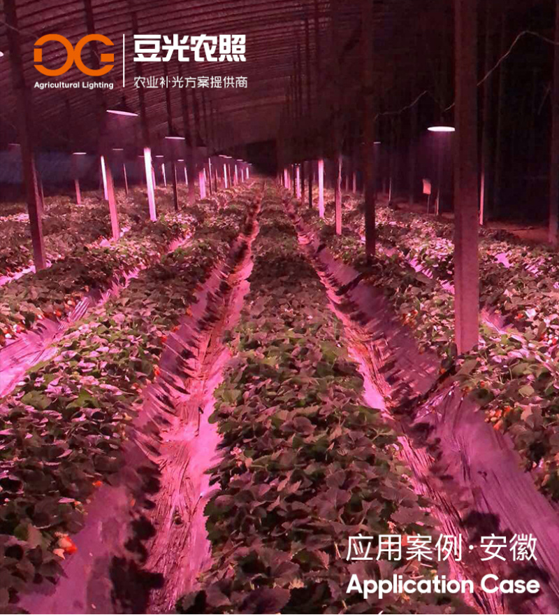 草莓光照专用补光灯LED植物生长补光灯促进植物补光灯
