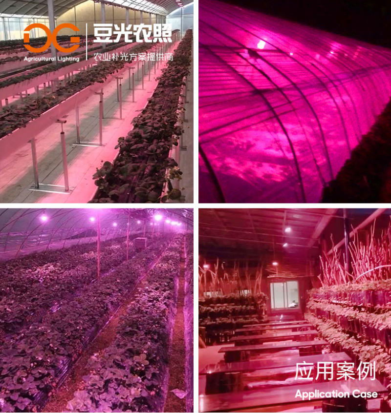 草莓光照专用补光灯LED植物生长补光灯促进植物补光灯