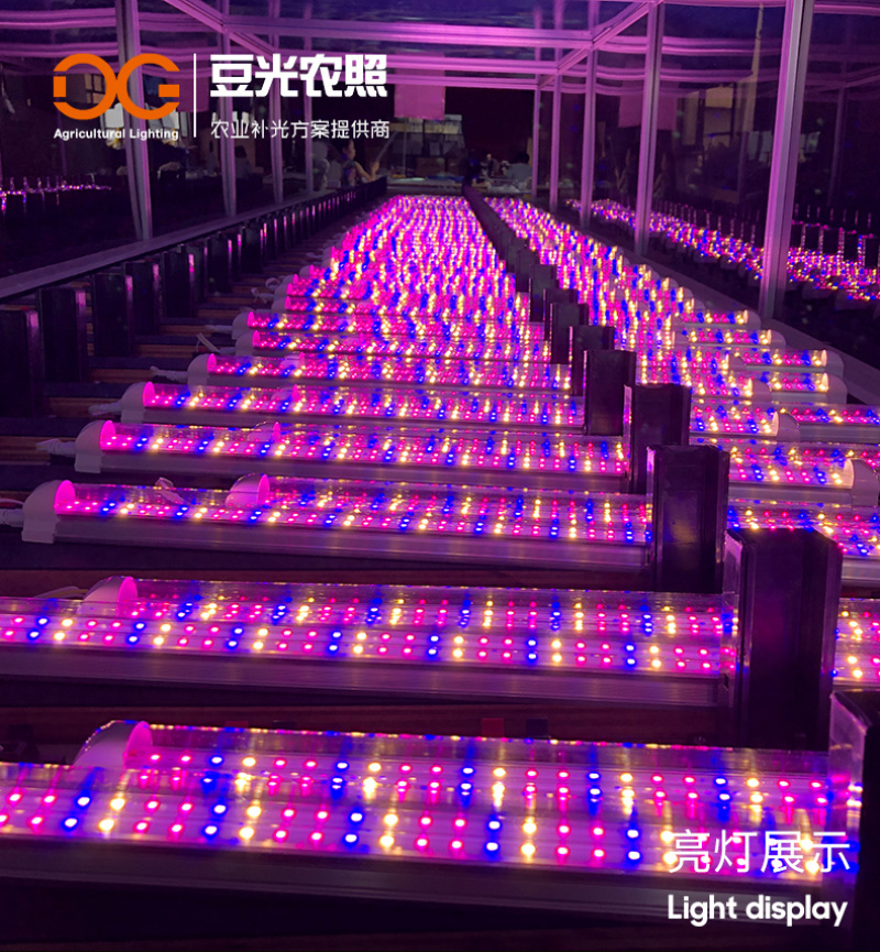 组培专用补光灯T8植物生长灯LED光源全光谱水培育苗多肉