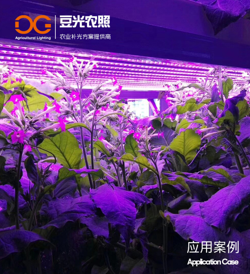 组培专用补光灯T8植物生长灯LED光源全光谱水培育苗多肉