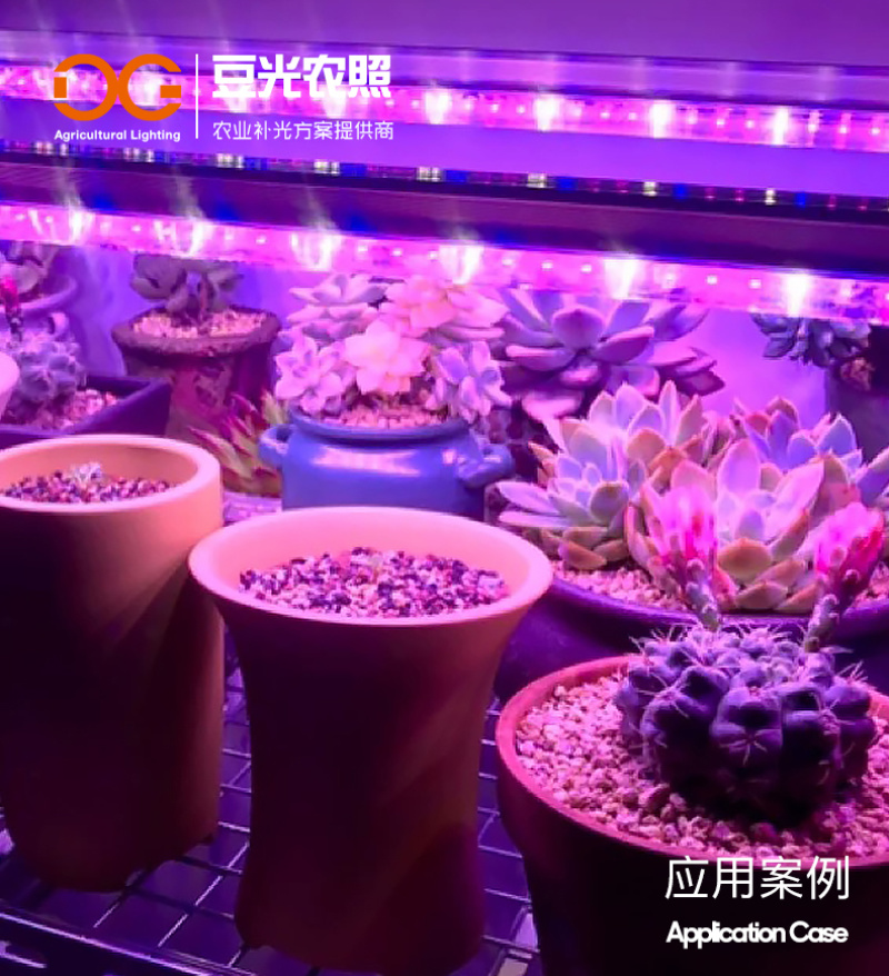 组培专用补光灯T8植物生长灯LED光源全光谱水培育苗多肉