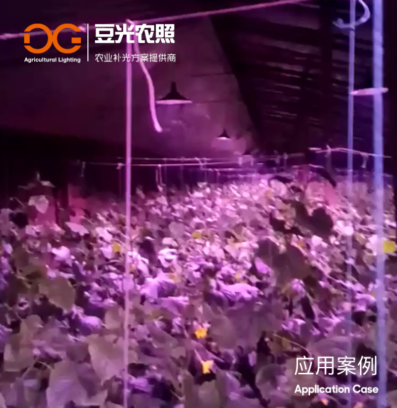 黄瓜补光灯专用灯LED植物生长灯红蓝全光谱反季温室补光灯