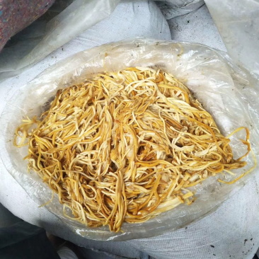 新鲜黄色金针菇，腌渍金针菇，专业种植20年