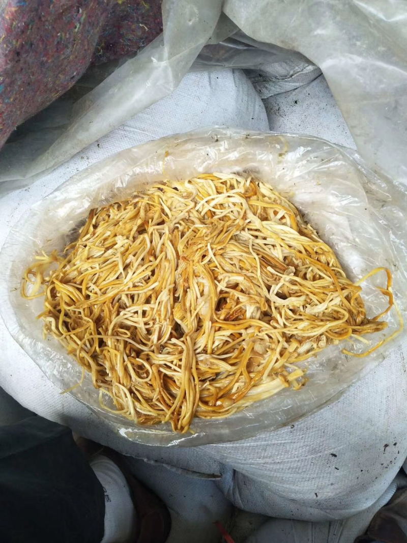 新鲜黄色金针菇，腌渍金针菇，专业种植20年