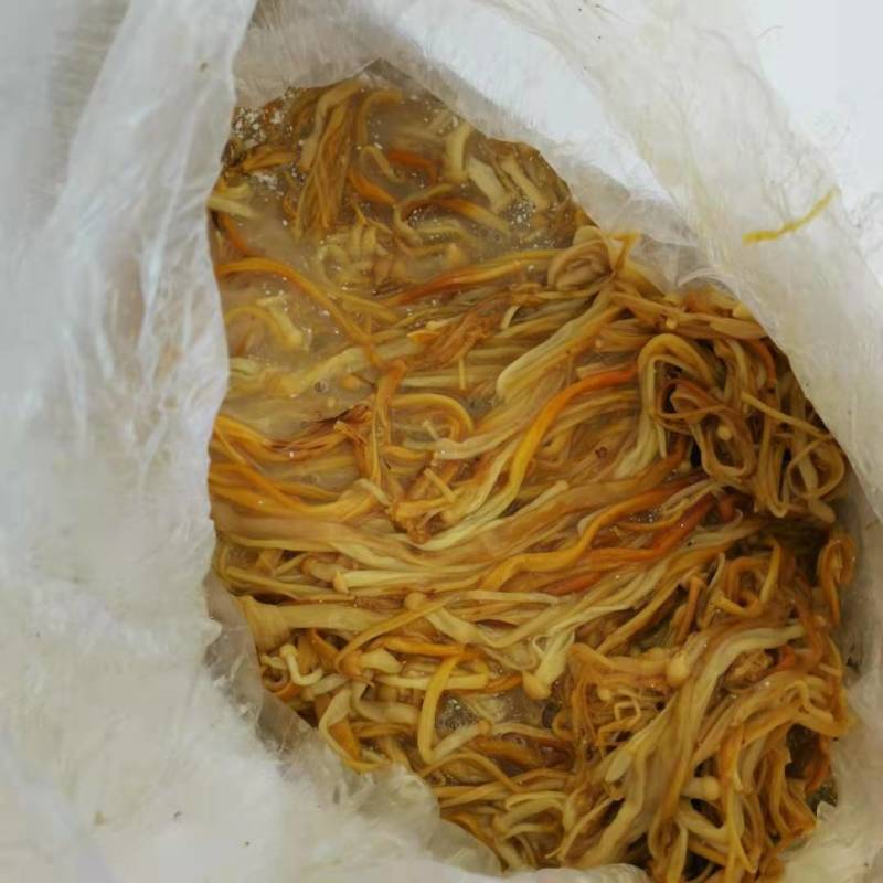 新鲜黄色金针菇，腌渍金针菇，专业种植20年