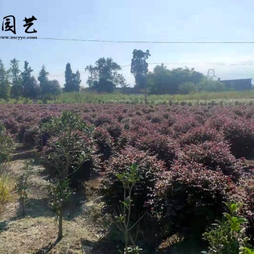 供应精品冠80公分红继木球40元，优质四川货源。
