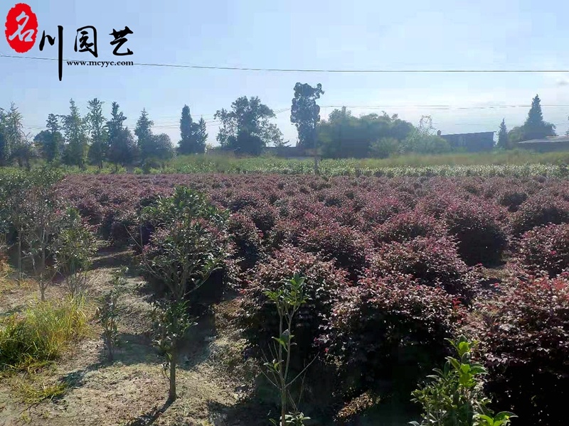 供应精品冠80公分红继木球40元，优质四川货源。