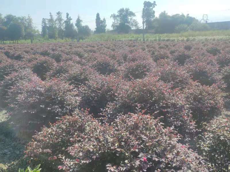 供应精品冠80公分红继木球40元，优质四川货源。