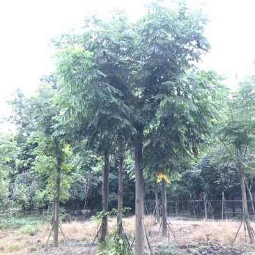供应精品米径2栾树1100元，优质四川货源