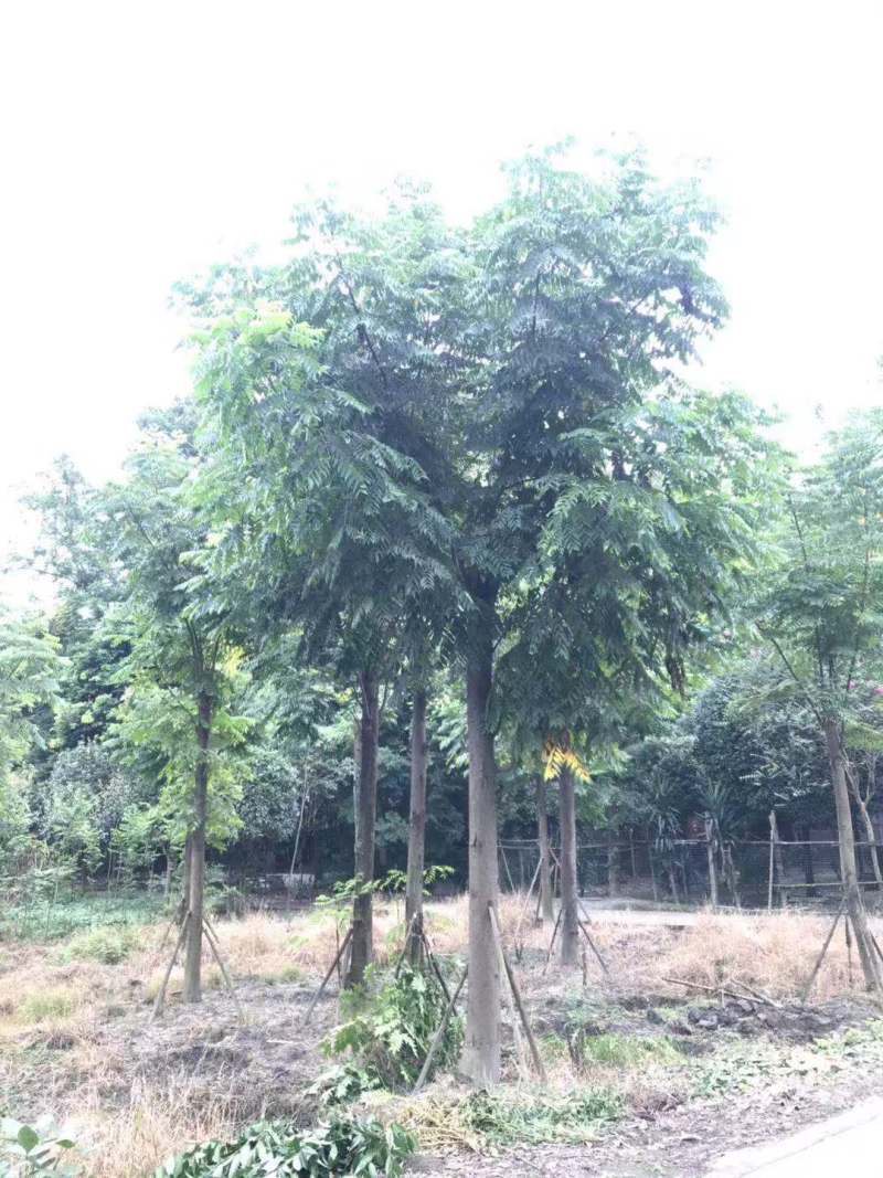 供应精品米径2栾树1100元，优质四川货源