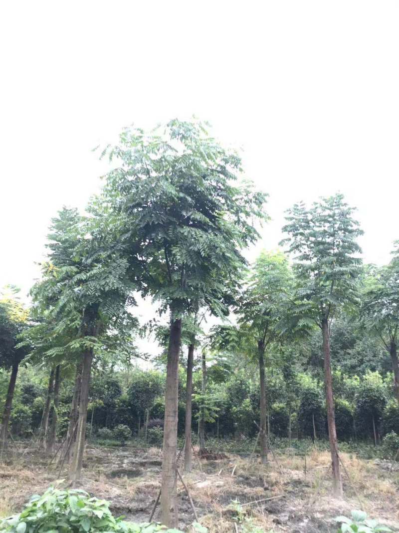 供应精品米径2栾树1100元，优质四川货源