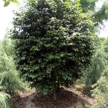 供应精品冠2米茶花树价格950元，优质四川货源。