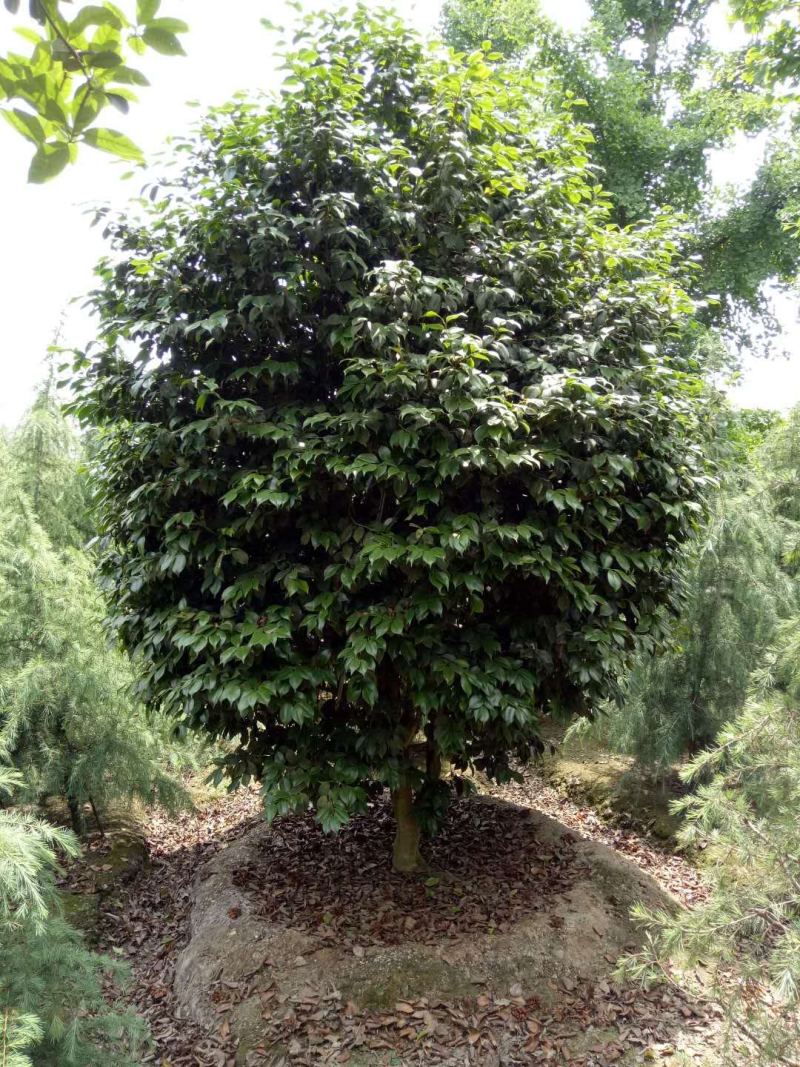 供应精品冠2米茶花树价格950元，优质四川货源。