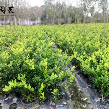 金森女贞价格成都金森女贞基地