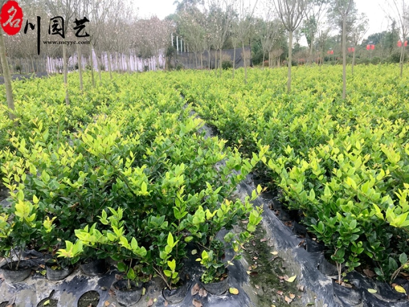 金森女贞价格成都金森女贞基地