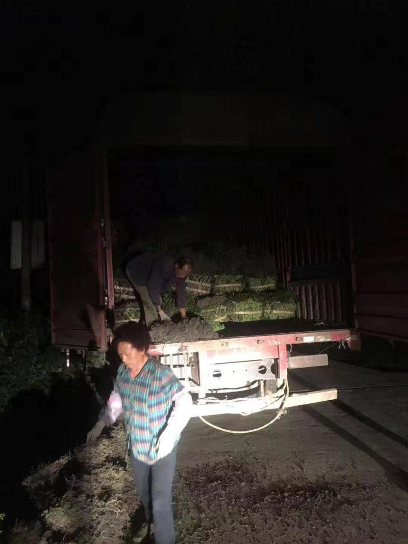 供应高50公分大栀子价格3.5元，优质四川货源。