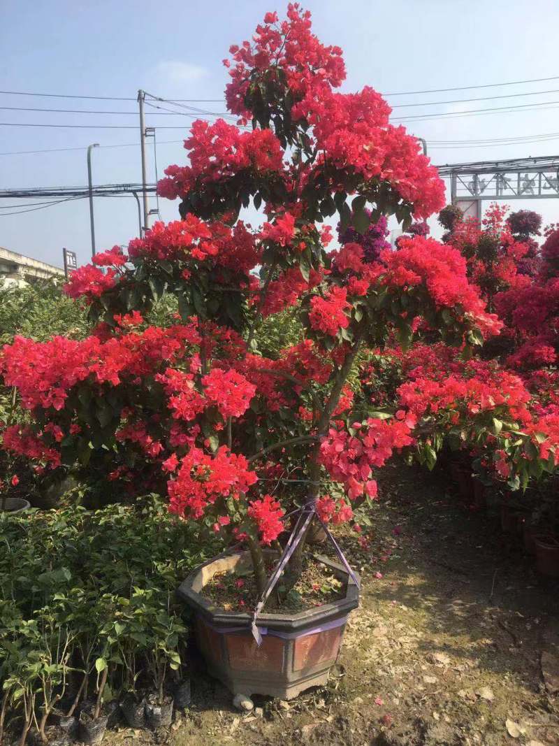 红花三角梅1.5米价格23元，优质四川货源