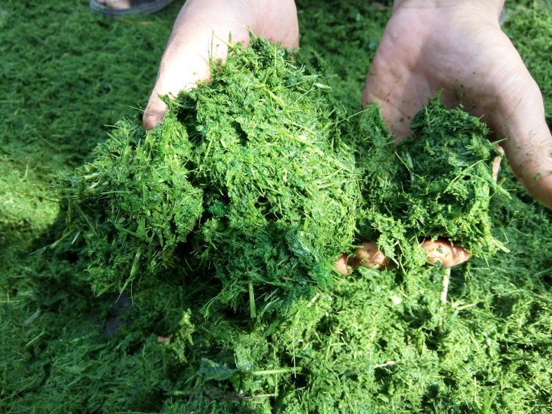 八鹰青饲料打浆机青鲜植物粉碎机立式多刀式粉碎机