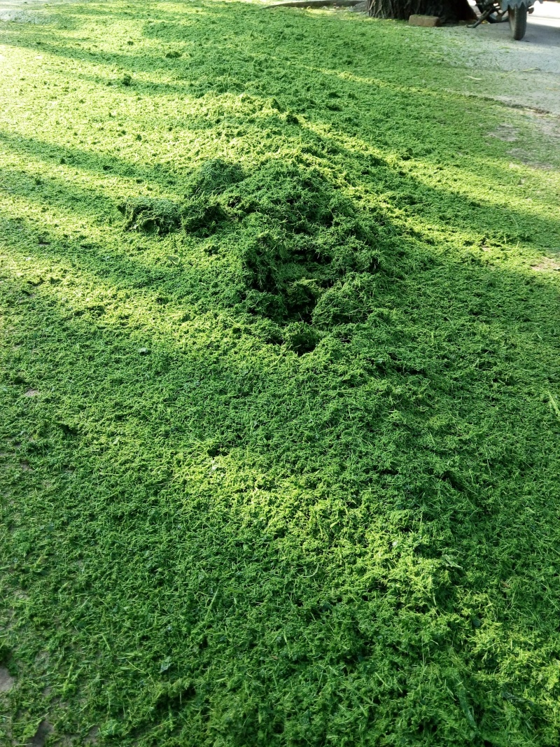 家用青饲料打浆机青鲜植物土豆瓜果粉碎机20年专业制造