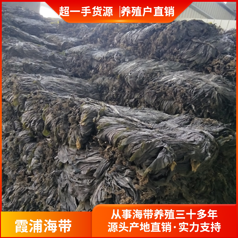 养殖户直销福建霞浦挂晒海带干净无沙