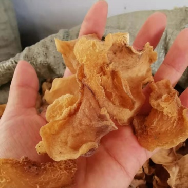 羊肚耳干品，基地直供，货量充足，欢迎订购