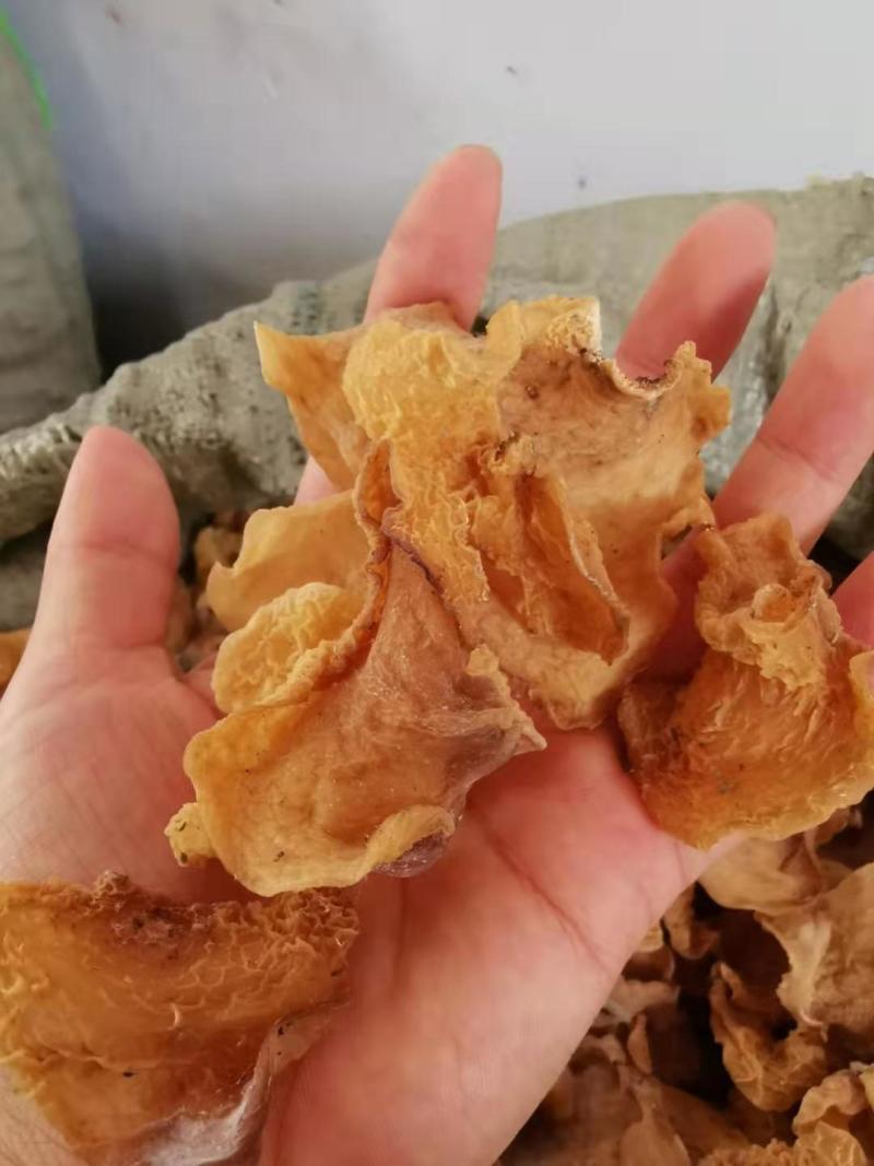 羊肚耳干品，基地直供，货量充足，欢迎订购