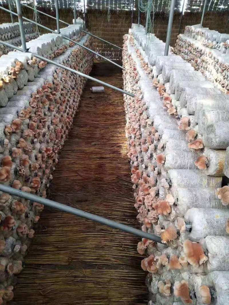 榆耳干品，颜色正，基地种植直供，量大优惠