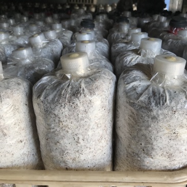 预定榆黄蘑菌种菌包，高发芽率、高成品率