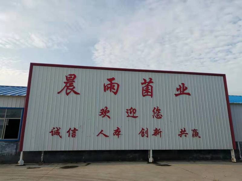 预定榆黄蘑菌种菌包，高发芽率、高成品率