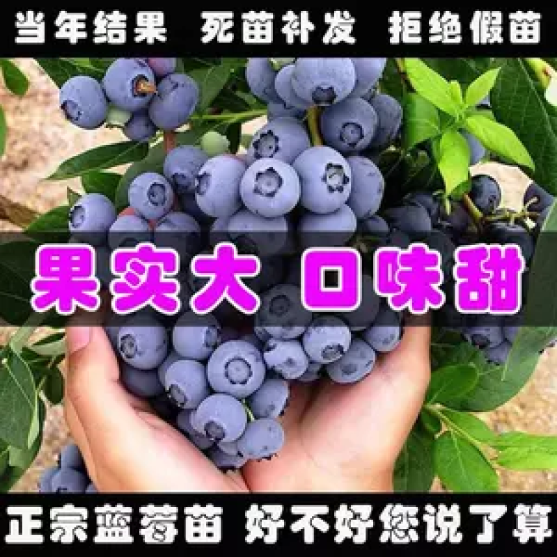 蓝莓苗品种齐全基地直发三包发货包技术成活