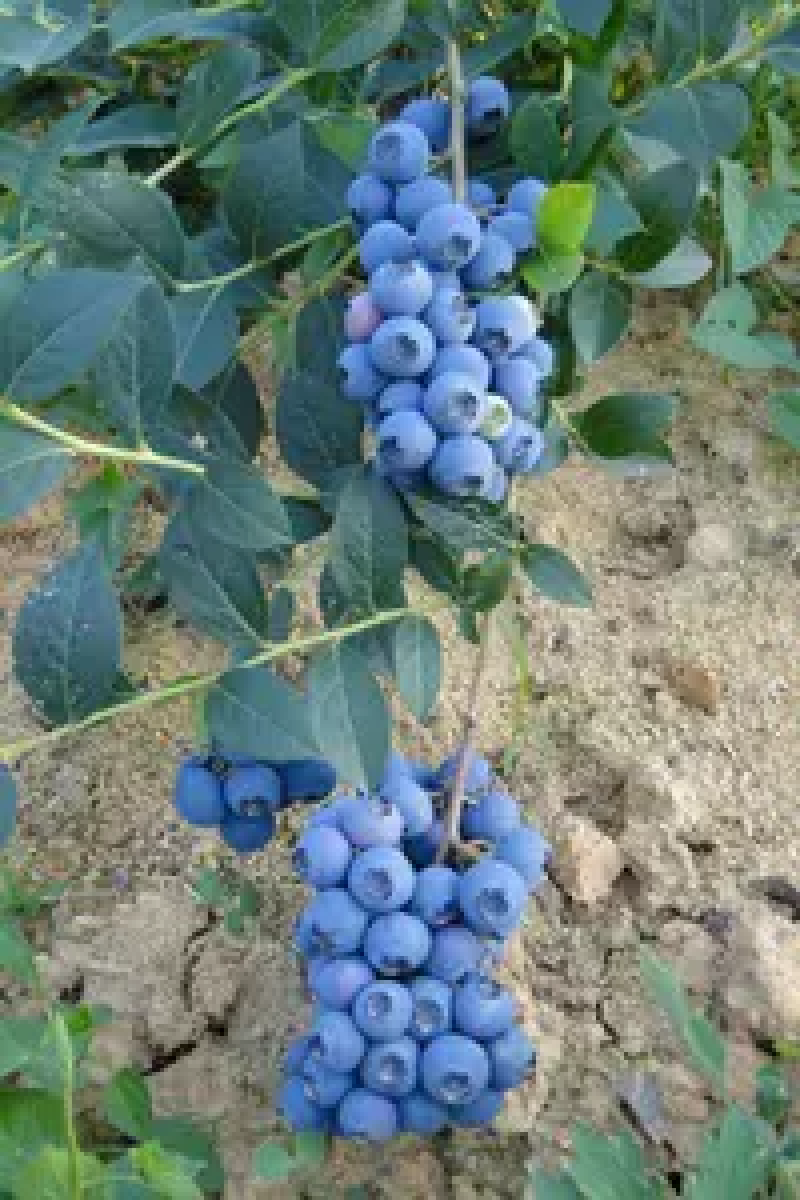 蓝莓苗品种齐全基地直发三包发货包技术成活