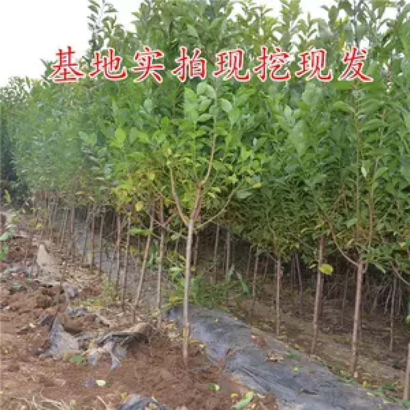 新品种恐龙蛋李子苗包成活现挖现发嫁接苗包技术