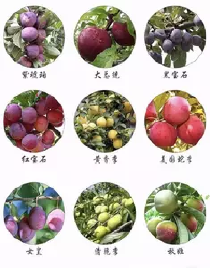 新品种恐龙蛋李子苗包成活现挖现发嫁接苗包技术