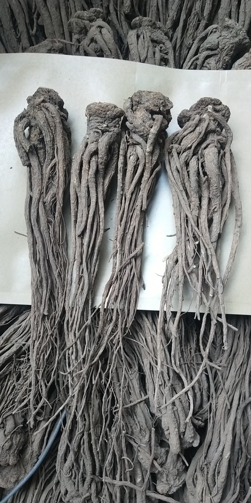当归片甘肃岷县当归片当归头各种规格非便宜货无硫净货
