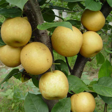 翠冠梨蜜梨早熟翠甜细肉品种苗圃直发包邮发货