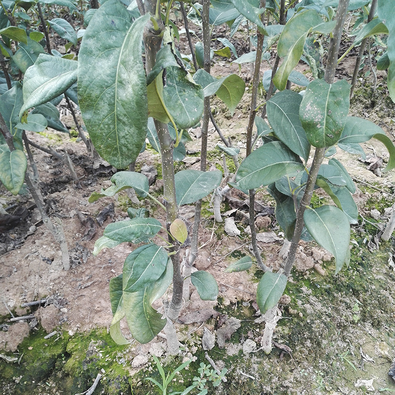 翠冠梨蜜梨早熟翠甜细肉品种苗圃直发包邮发货