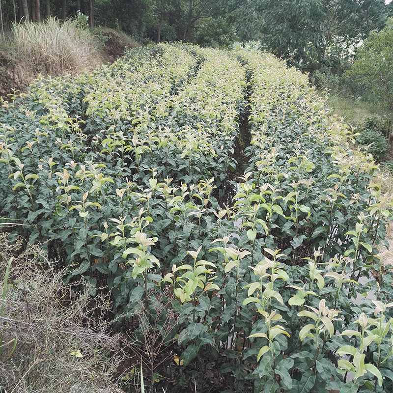 翠冠梨蜜梨早熟翠甜细肉品种苗圃直发包邮发货