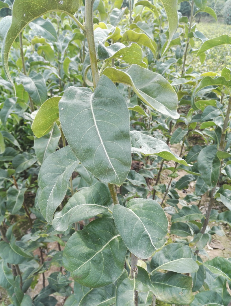 翠冠梨蜜梨早熟翠甜细肉品种苗圃直发包邮发货