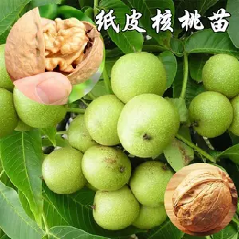 8518核桃苗嫁接苗皮薄营养高产量高包技术包成