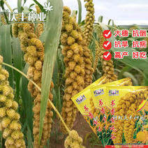 书香黄谷小香米/150克粟米种