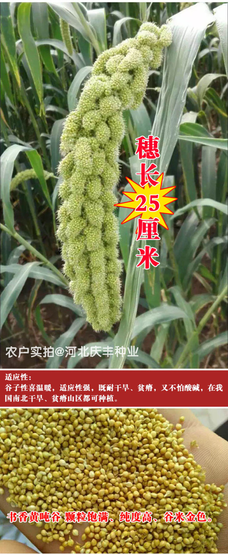 书香黄谷小香米/150克粟米种